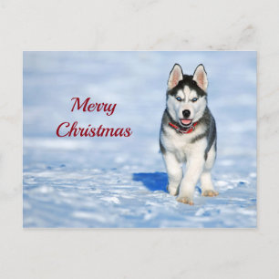 Husky Puppy Snö Photo jul Vykort