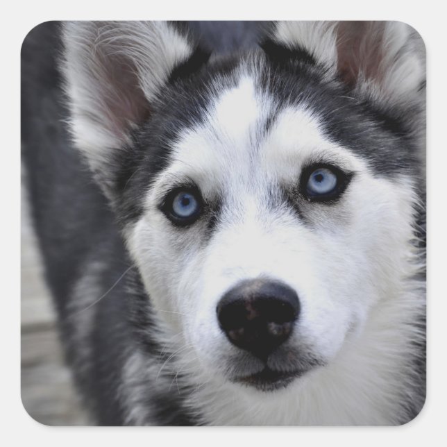 Husky Puppy Stickers Fyrkantigt Klistermärke (Framsida)