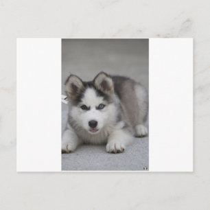 Husky Puppy Vykort