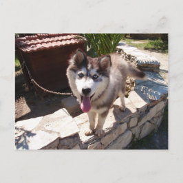 Husky Sam Vykort