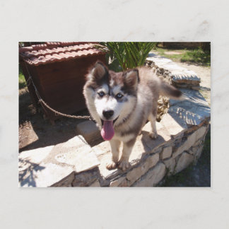 Husky Sam Vykort