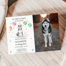 Husky Sibir Hund Pawty Puppy Birthday Rosa Photo