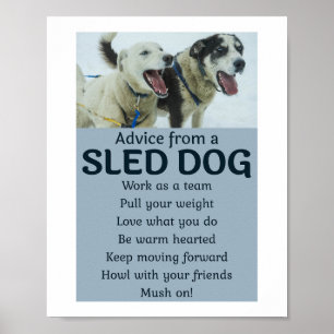 Husky Sledding Sled Hund Tävla Alaska Racers Poster