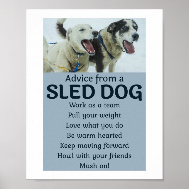 Husky Sledding Sled Hund Tävla Alaska Racers Poster (Framsidan)