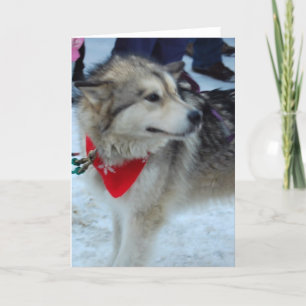 Husky Sledhund Helgkort