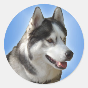 Husky Stickers Siberian husky Malamute Stickers Runt Klistermärke