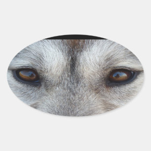 Husky Stickers Siberian husky Varg Valp Stickers Ovalt Klistermärke