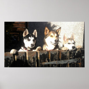 Husky tryck. Kika!! Poster