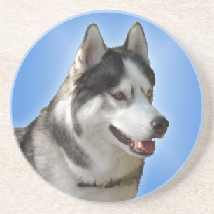 Husky Underlägg Husky Malamute Sled Hund Underlägg