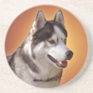 Husky Underlägg Husky Malamute Sled Hund Underlägg Sandsten