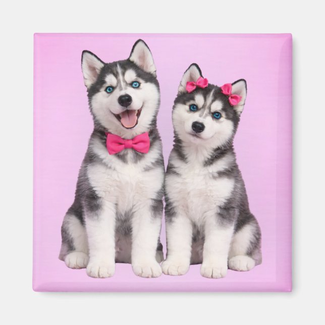 Husky Valentino Magnet för Valentino (Framsidan)
