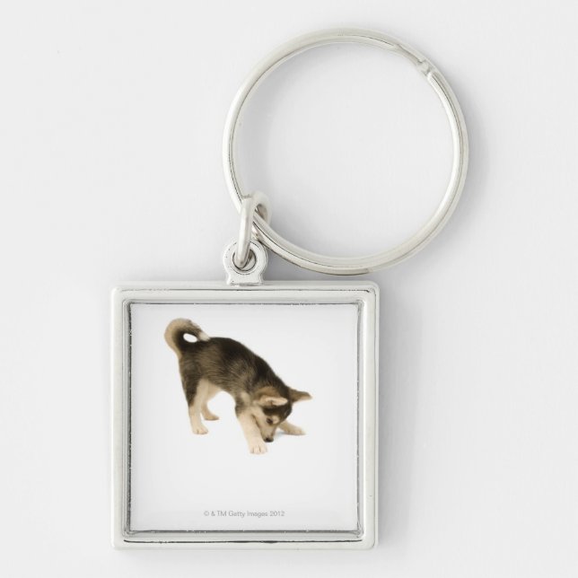 Husky valp 2 fyrkantig silverfärgad nyckelring (Framsidan)