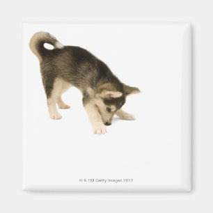 Husky valp 2 magnet