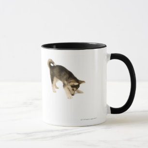 Husky valp 2 mugg