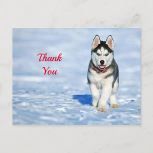 Husky Valp Snö Foto Tack Vykort