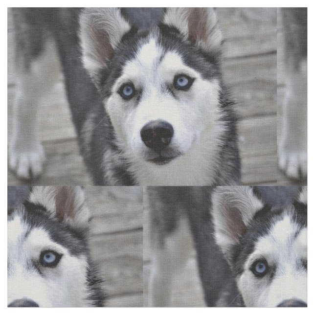 Husky valp tyg (Närbild)
