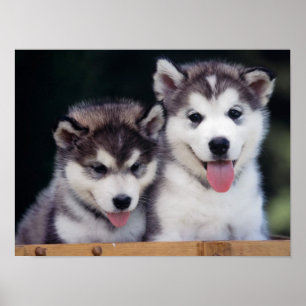 Husky valpaffisch poster