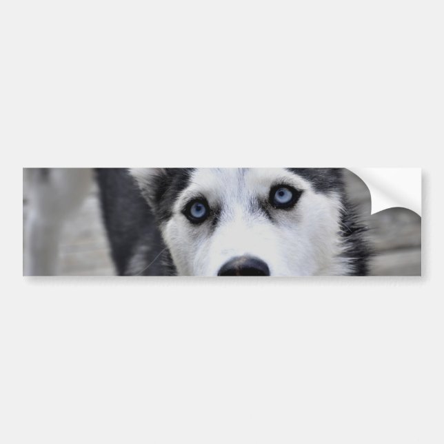 Husky valpbildekal bildekal (Framsidan)