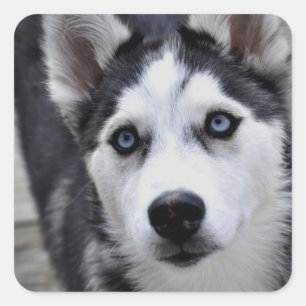 Husky valpklistermärkear fyrkantigt klistermärke