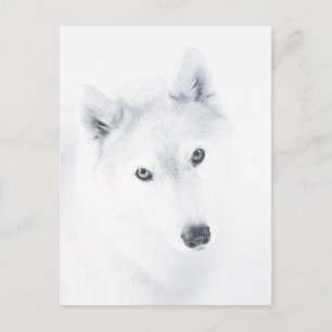 Husky Vykort