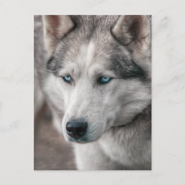 Husky Vykort (Framsida)