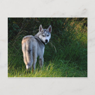 Husky Vykort