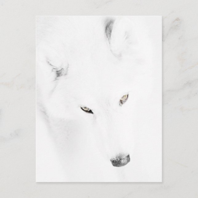 Husky Vykort (Framsida)