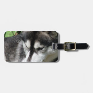 Huskyen profilerar bagagemärkren bagagebricka