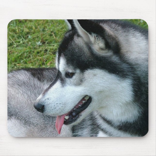 Huskyen profilerar musen vadderar musmatta (Framsidan)