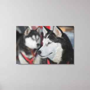 Huskyhund före ett lopp, Kanada Canvastryck