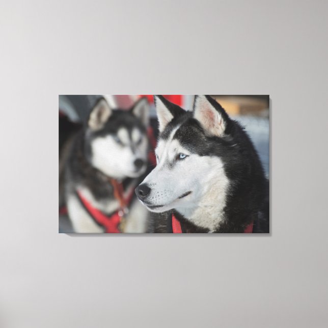 Huskyhund före ett lopp, Kanada Canvastryck (Framsida)
