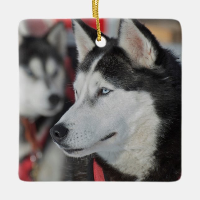 Huskyhund före ett lopp, Kanada Julgransprydnad Keramik (Framsida)