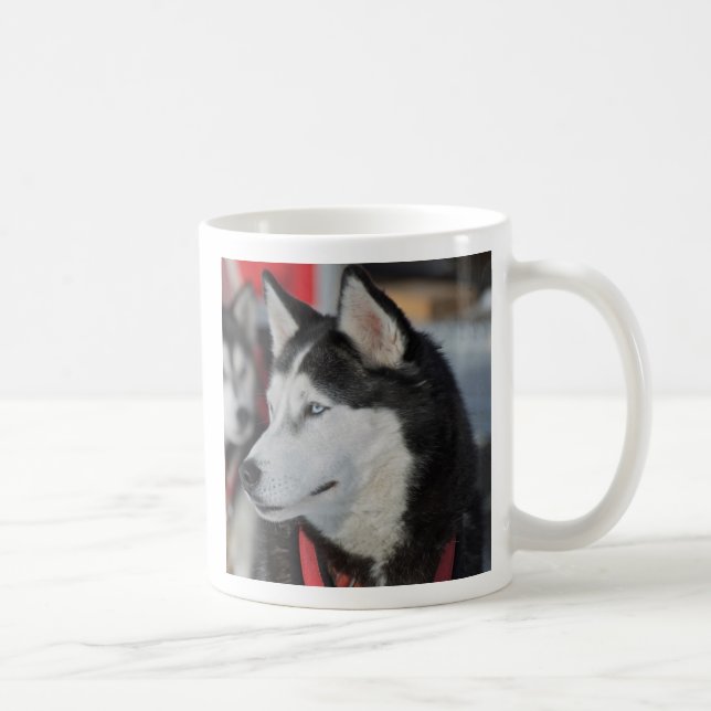 Huskyhund före ett lopp, Kanada Kaffemugg (Höger)