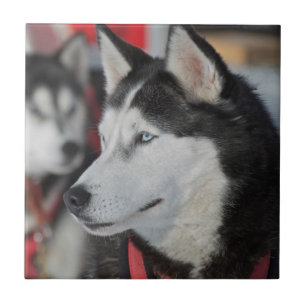 Huskyhund före ett lopp, Kanada Kakelplatta