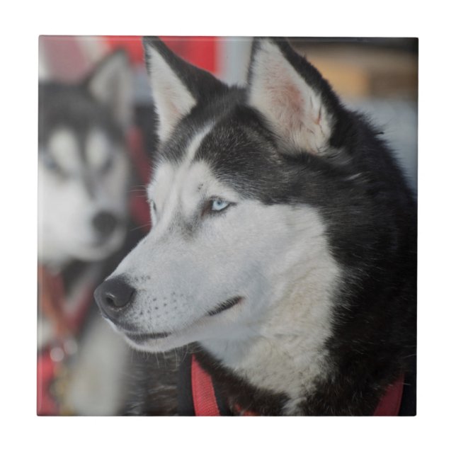 Huskyhund före ett lopp, Kanada Kakelplatta (Framsidan)
