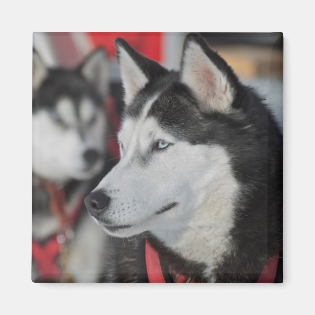 Huskyhund före ett lopp, Kanada Magnet (Framsidan)