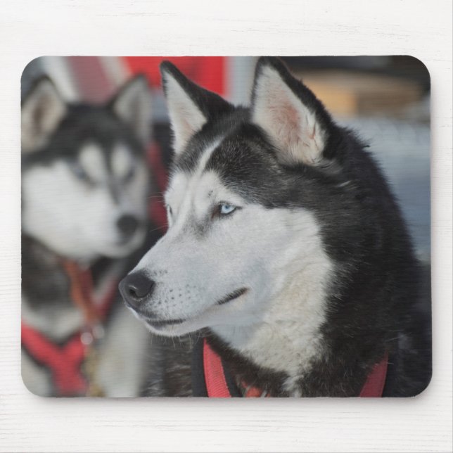 Huskyhund före ett lopp, Kanada Musmatta (Framsidan)