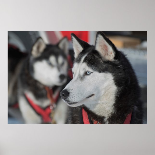 Huskyhund före ett lopp, Kanada Poster (Framsidan)