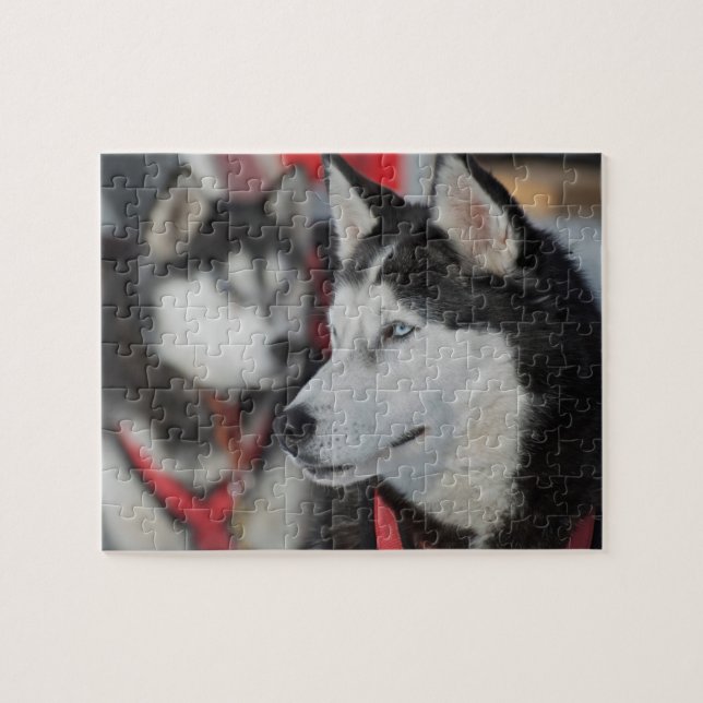 Huskyhund före ett lopp, Kanada Pussel (Horisontell)