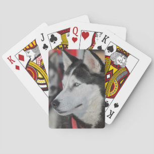 Huskyhund före ett lopp, Kanada Spel Kort