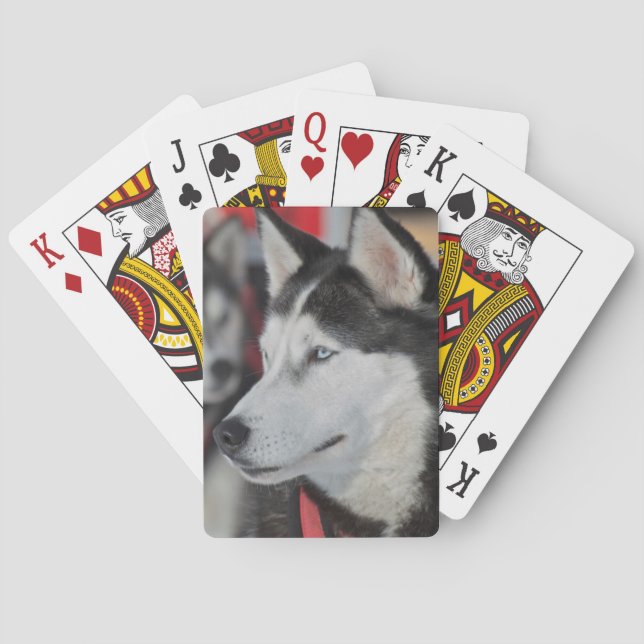 Huskyhund före ett lopp, Kanada Spel Kort (Baksidan)