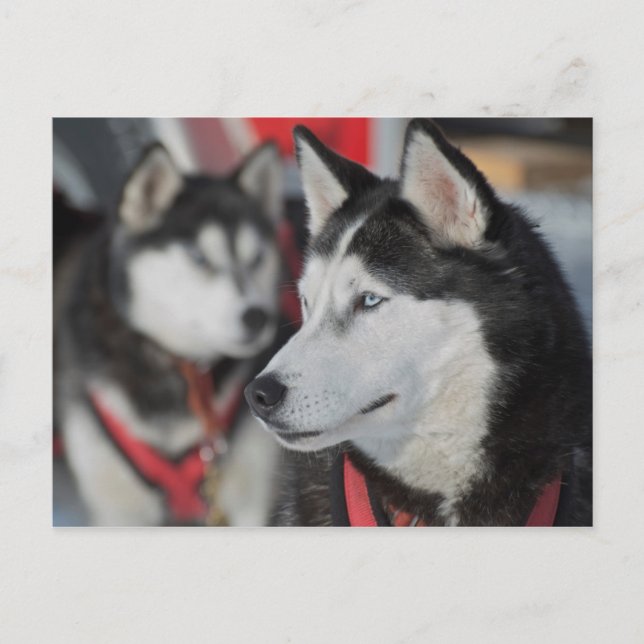 Huskyhund före ett lopp, Kanada Vykort (Framsida)