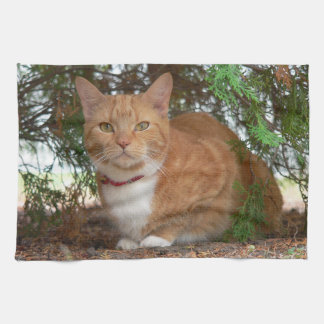 Huslig orange ginger tabby katt kökshandduk