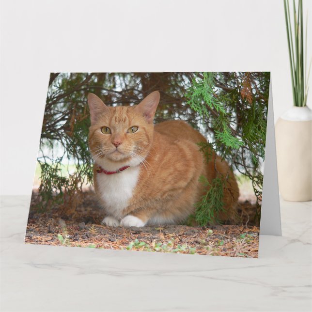 Huslig orange ginger tabby katt kort (Framsida)