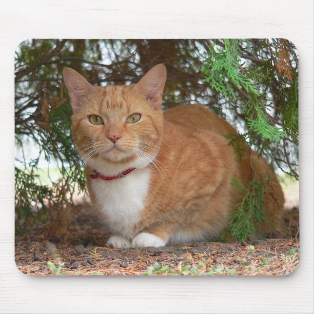 Huslig orange ginger tabby katt musmatta (Framsidan)