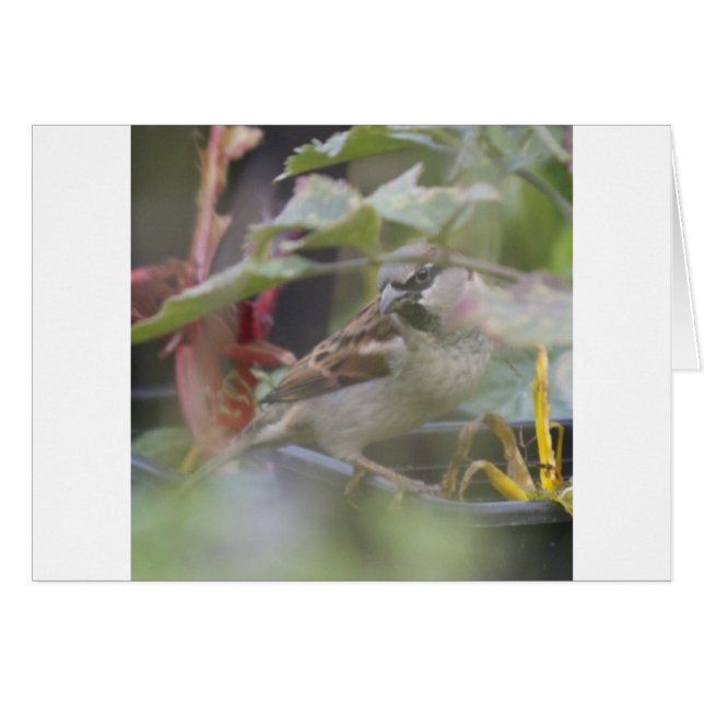 Hussparv Hälsningskort (Framsidan Horizontal)