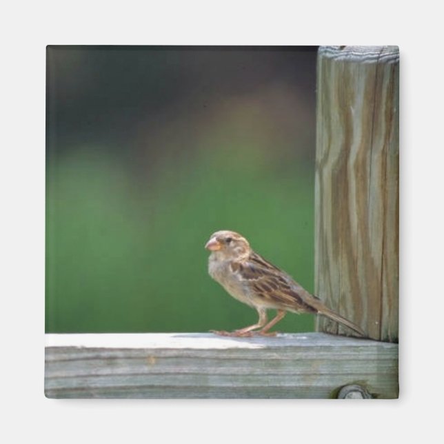 Hussparv Magnet (Framsidan)