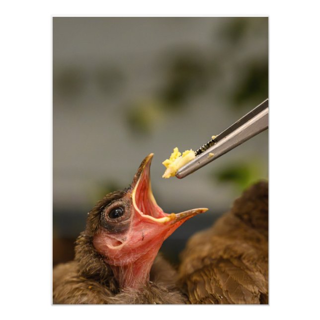 Hussparv med foto-utvidgning fototryck (Framsidan)