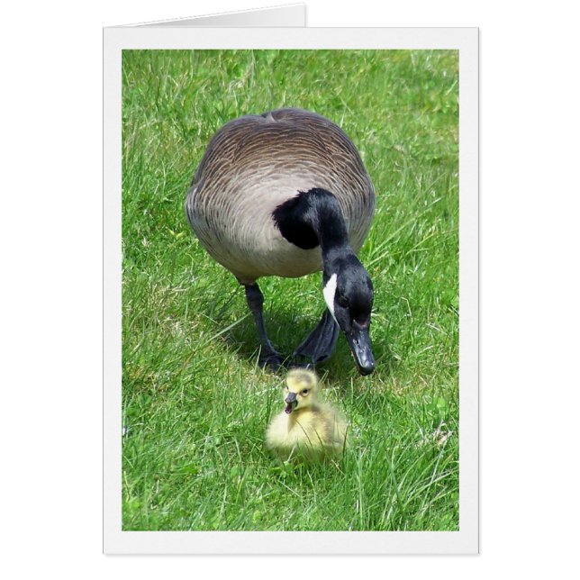 Hustle OBS Kort (Framsidan)