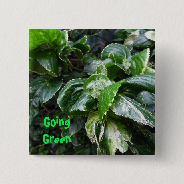 Husväxter för Grönt Knapp (Framsida)